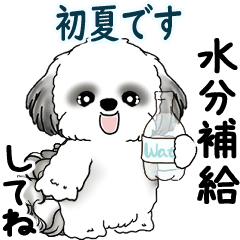 B&W Moving Shih tzu 2025 (early summer)