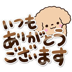 Toy poodle apricot14