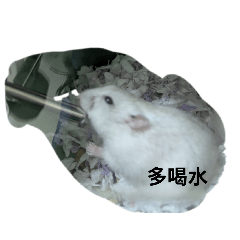 鼠勾以有話說
