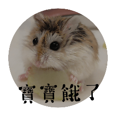 可愛鼠寶們