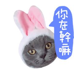 肉包生活日常