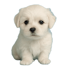 Maltese Baby Days