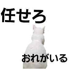 cat_20250504214929