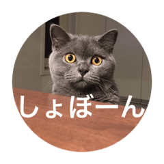 British shorthair cat "TETSU"