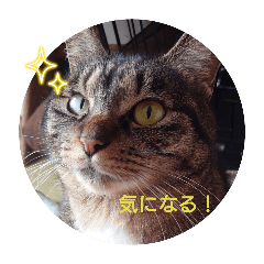 Onigri_20250503234235