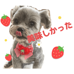 lovely an _chan