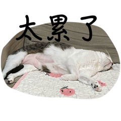 點點咪咪教