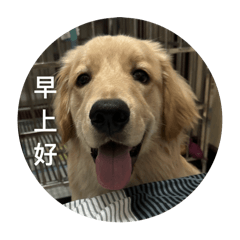 小呆的表情包