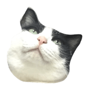 only fat cat