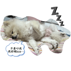 宅家日常-寵物版
