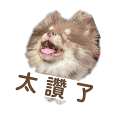 Cookie狗狗汪汪汪