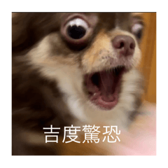 吉蟲蟲