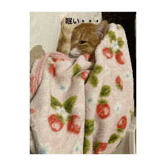 sleep nattu