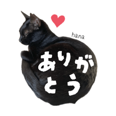 shiho_20250505085541