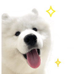Samoyedjaikla