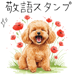 20250504poodle