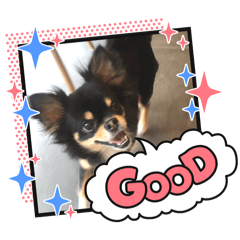 Cute Black Chihuahua GOMA