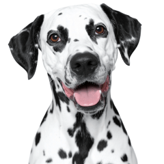 Black and White Dalmatian