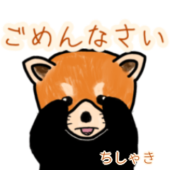 Chishaki's lesser panda