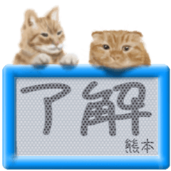 「熊本」リアルふわ猫でか文字日常