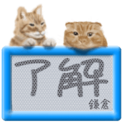「鎌倉」リアルふわ猫でか文字日常