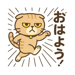 Daily Greetings with Scottish Fold