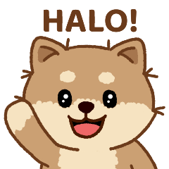 Cute Shiba Inu 'Malang' Indonesian