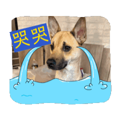 旺財.來財
