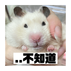 志明的養成日記
