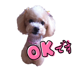 Pico the poodle