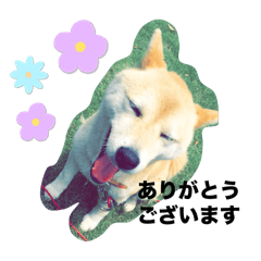 aoi_20250503230317