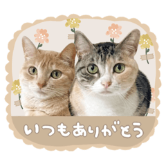 meso-stamp_20250505235941