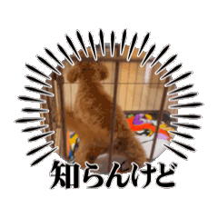 ruru_20250505190848