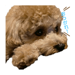 kinako_20250505192618