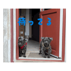 Miki_20250505173423