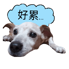 皮爺日常