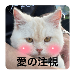 奶球寶貝