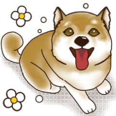 笑う門には♡柴犬さん【やや辛口】