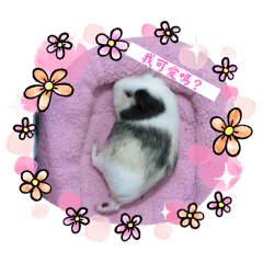 我家的小天豬日常