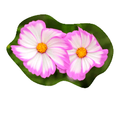 COSMOS Flower1