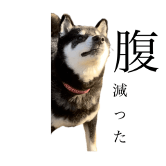 Hachi.Kawaii.Stamp.Version2