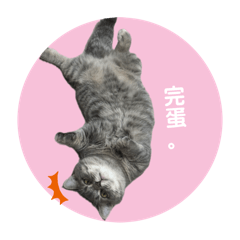 咪幾的日常