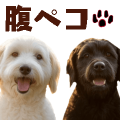 Everyday Labradoodle