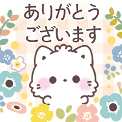 A polite and cute adult Mokoneko