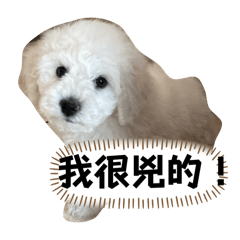 狗狗貓貓系列