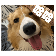 我的小犬柯基2～蠢蠢