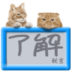 Akiyoshi's real fluffy cat