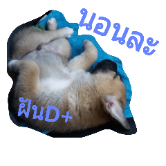 dog hmee