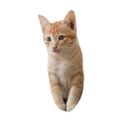 Finger animals Cats