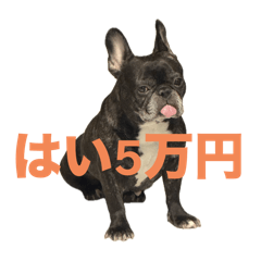 はい5万円 - LINE スタンプ | LINE STORE